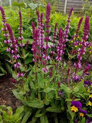 шавлія дібровна шалфей Rose Queen