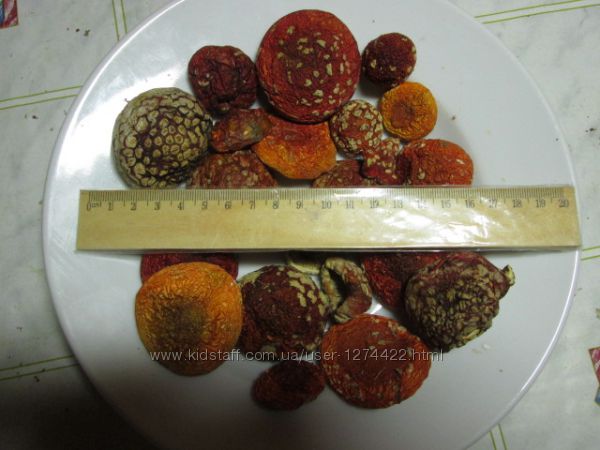 Мухомор красный  Amanita muscaria.