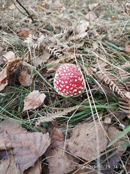 #4: Настойка Amanita