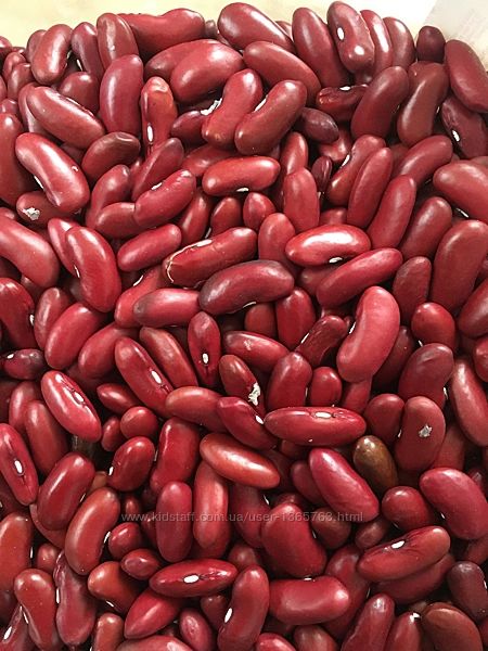  Квасоля Вітамінна червона домашня врожай 2023 Фасоль Витаминная красная 