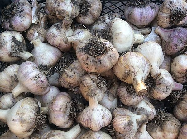 Чеснок домашний